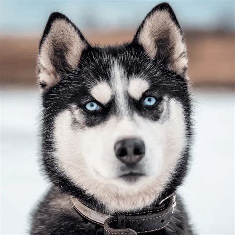 Why Do Huskies Have Blue Eyes? (Explained) - Dog Friendly Scene