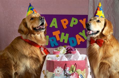 Dogs Happy Birthday - Cute Bday Wishes for Dogs, Puppies