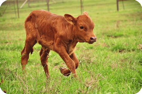 16/52: Baby calf | MCP Project 52: this week's assignment is… | Flickr