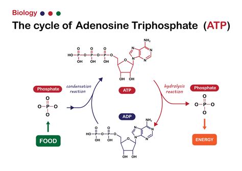 Biological diagram exhibit the cycle of adenosine triphosphate between consumption food and ...