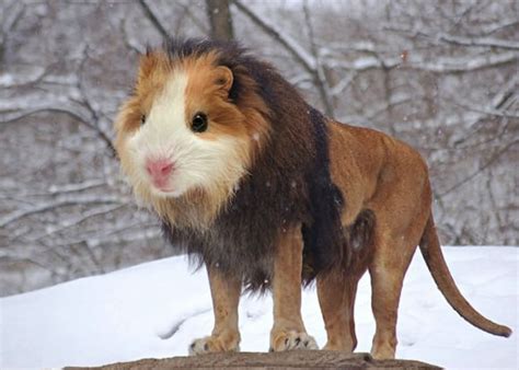 weird-wildlife-guinea-lion.jpg