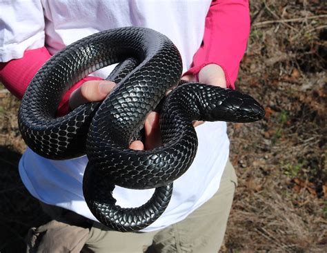 Searching for Indigo Snakes in the Apalachicola Bluffs and Ravines