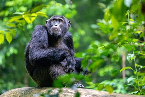 Chimpanzee Close Up – Uganda Wildlife Conservation Education Centre