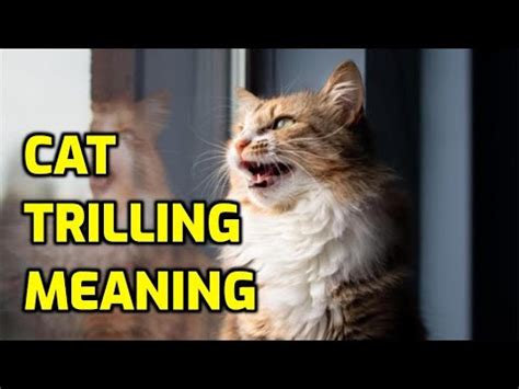 What Does It Mean When My Cat Makes A Trilling Noise? - YouTube