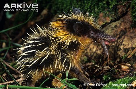 Streaked Tenrec de Tierras Bajas | Es la Moda