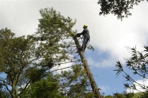 Tree Removal Service | Tree Cutting & Removal | ISA Certified Arborists