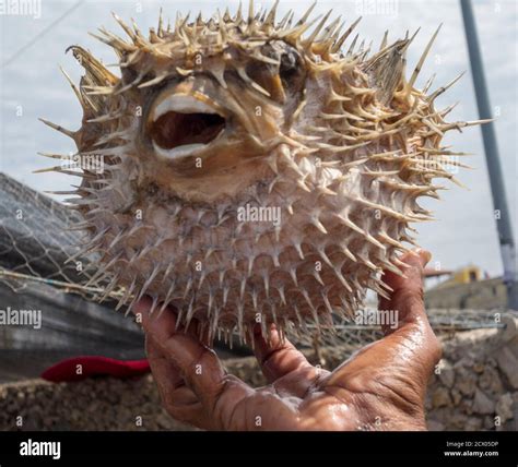 Spiky animals hi-res stock photography and images - Alamy