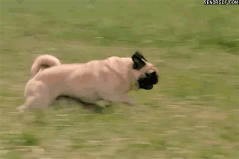 Dog Running GIF - Find & Share on GIPHY