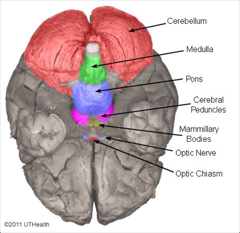 Neuroanatomy Online: Lab 3 - The Ventricles and Blood Supply - External Topology of the Brain Stem