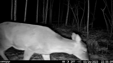 Trail cam success! 📷 Check out this amazing footage of a deer passing ...