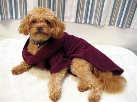 DIY Dog Snuggie - petdiys.com