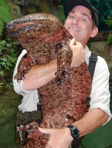 Chinese Giant Salamander - World's Largest Amphibian - FactZoo.com ...