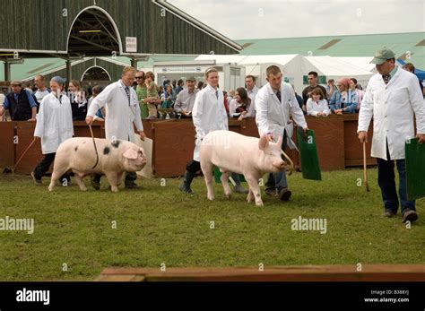 Pig judging at the Great Yorkshire Show Harrogate North Yorkshire ...