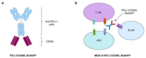 IJMS | Free Full-Text | Simultaneous Inhibition of PD-1 and Stimulation of CD40 Signaling ...