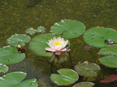 water, Water lilies, Pond, Lily pads Wallpapers HD / Desktop and Mobile ...