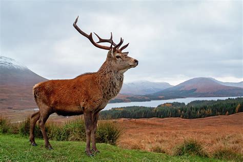 Scottish Red Deer | ubicaciondepersonas.cdmx.gob.mx