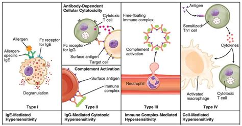 Hypersensitivity- Introduction, Causes, Mechanism and Types (2022)