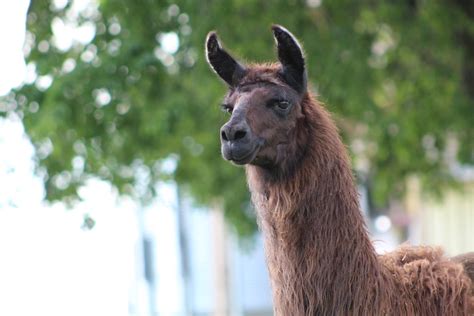 New Guard Llama Settles in at Agricultural Experiment Station