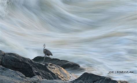 Wildlife at Great Falls National Park | Outside Washington D… | Flickr