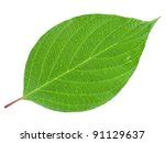 Green Leaf Free Stock Photo - Public Domain Pictures
