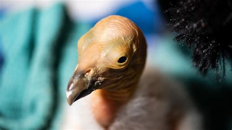 California condor hatches after bird flu deaths | Popular Science