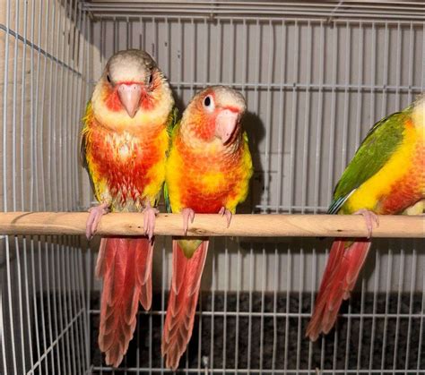 High Red Pineapple Green Cheek Conures