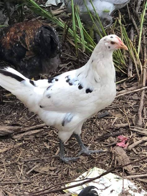 Austra White - White Egg Laying Chickens for Sale | Cackle Hatchery®