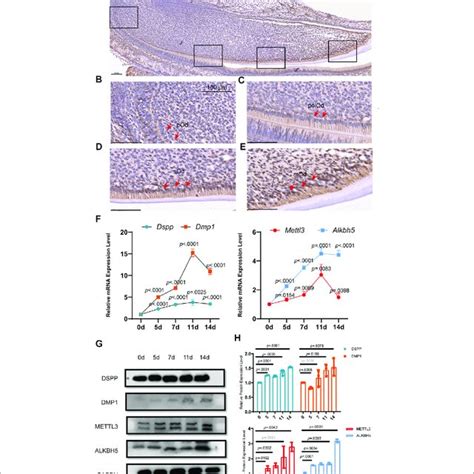 | Alkbh5 was upregulated during mouse odontoblast differentiation in... | Download Scientific ...