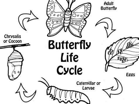 Life Cycle Of A Butterfly by Abbie Hopen