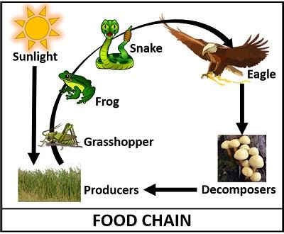 Difference Between Food Chain and Food Web (with Comparison Chart) - Biology Reader