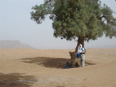 THE TAMARISK TREE - OPEN USA