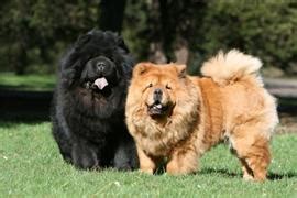 136 Chow Chow Names at DogNamed.com