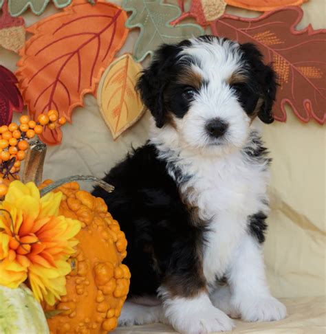 Mini Bernedoodle *TRI COLOR* For Sale Fredericksburg, OH Male- Rascal ...