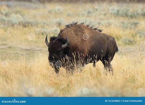 American Bison, Buffalo, Yellowstone National Park,USA Stock Image ...