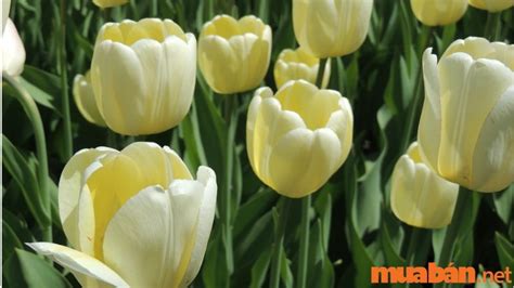 Khám Phá Ý Nghĩa Hoa Tulip Theo Từng Sắc Màu, Số Lượng