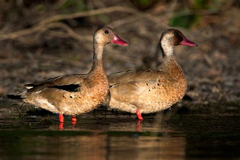 Two Geese Birds, Pantanal Wetlands Photograph by Panoramic Images - Fine Art America