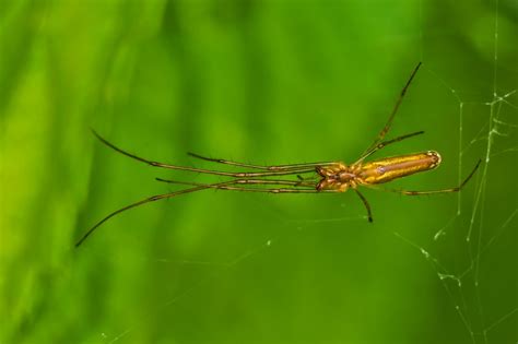 Free Images : insect, fauna, invertebrate, close up, spin, spiders, macro photography, arthropod ...