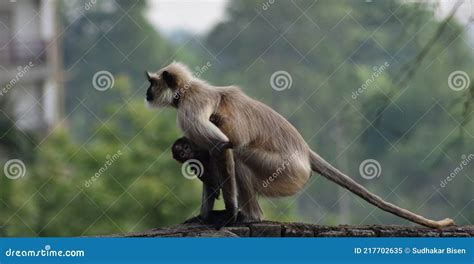 Mother Gray Langur Also Known As Hanuman Langur with Her Baby. Stock ...