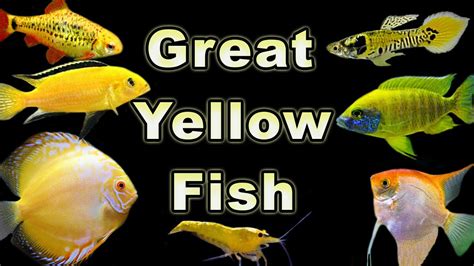 Brighten Up Your Fish Tank With These Yellow FIsh Options! - YouTube