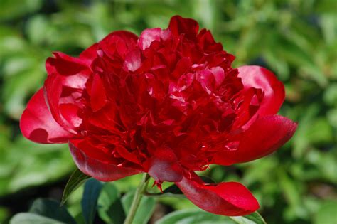 How to Grow and Care for 'Red Charm' Peony