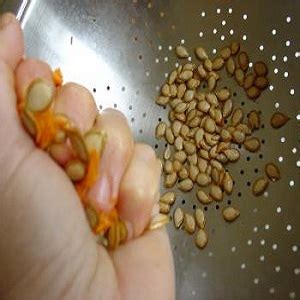 How to Harvest Squash Seeds