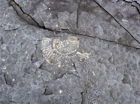 Fossil Hunting Kimmeridge Bay April 2017