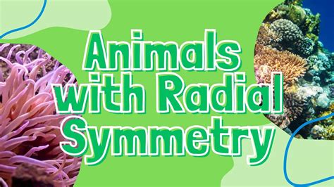 7 Examples of Animals with Radial Symmetry (and Why They Have It) - A-Z ...