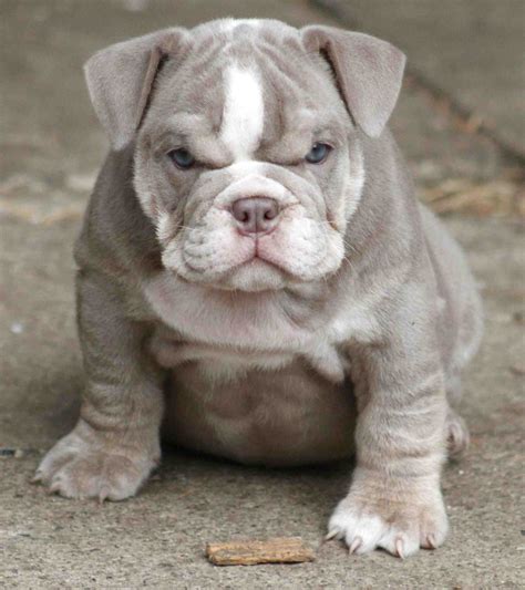 British Bulldog Puppies for sale in UK | 45 used British Bulldog Puppies