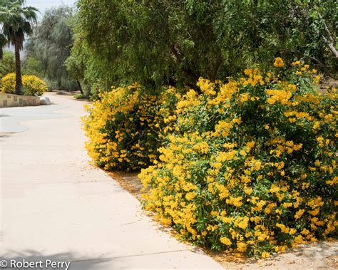 Yellow bells + cv - Waterwise Garden Planner