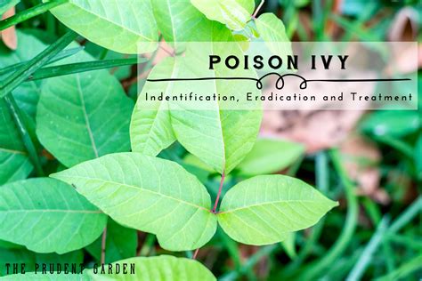 Poison Ivy |Identification Eradication and Treatment