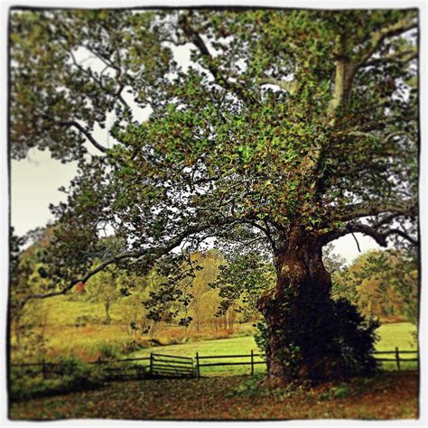 Old Sycamore Photograph by Gail Dodge - Pixels