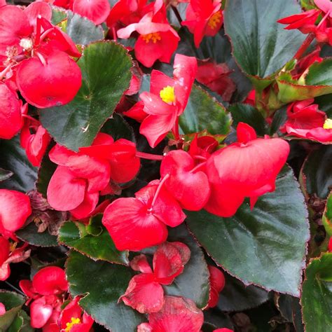 50 Seeds-red Wax Begonia Flower Seeds Pv460-begonia | Etsy