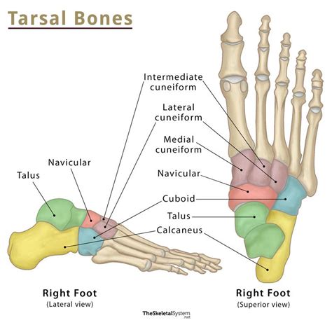 Tarsal Bones – Definition, Anatomy, Location, & Functions