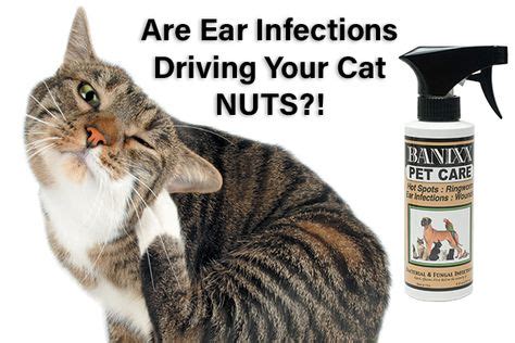 23 Best How to treat cat ear infections images | Cat ear infections, Cat ears, Cat ailments